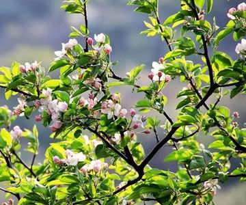 apple variety