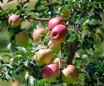 apple advantage