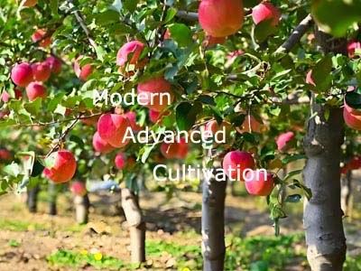modern advanced cultivation