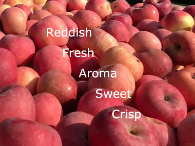 reddish fresh aroma sweet and crisp