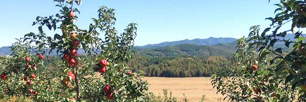 apple01