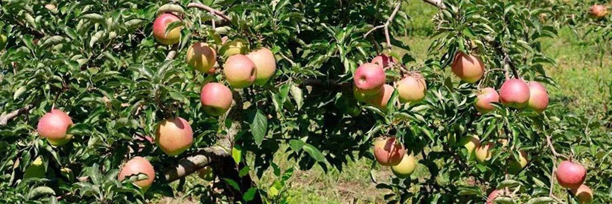 apple02
