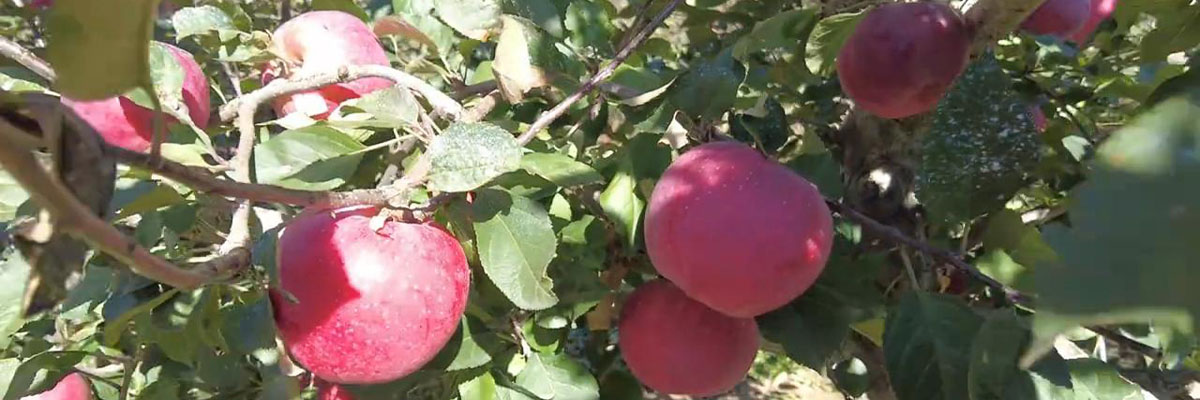 apple03